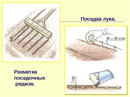 Расстояние между луковицами при посадке севка