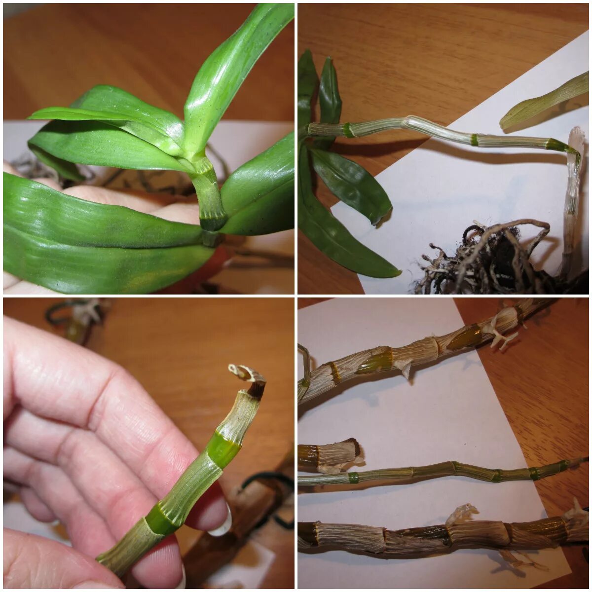 Можно обрезать корни у орхидеи