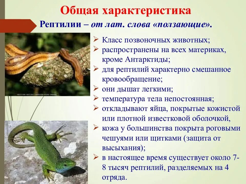 Многообразие и значение пресмыкающихся. Многообразие пресмыкающихся. пресмыкающиеся презентация. класс пресмыкающиеся представители. роль пресмыкающихся в природе.