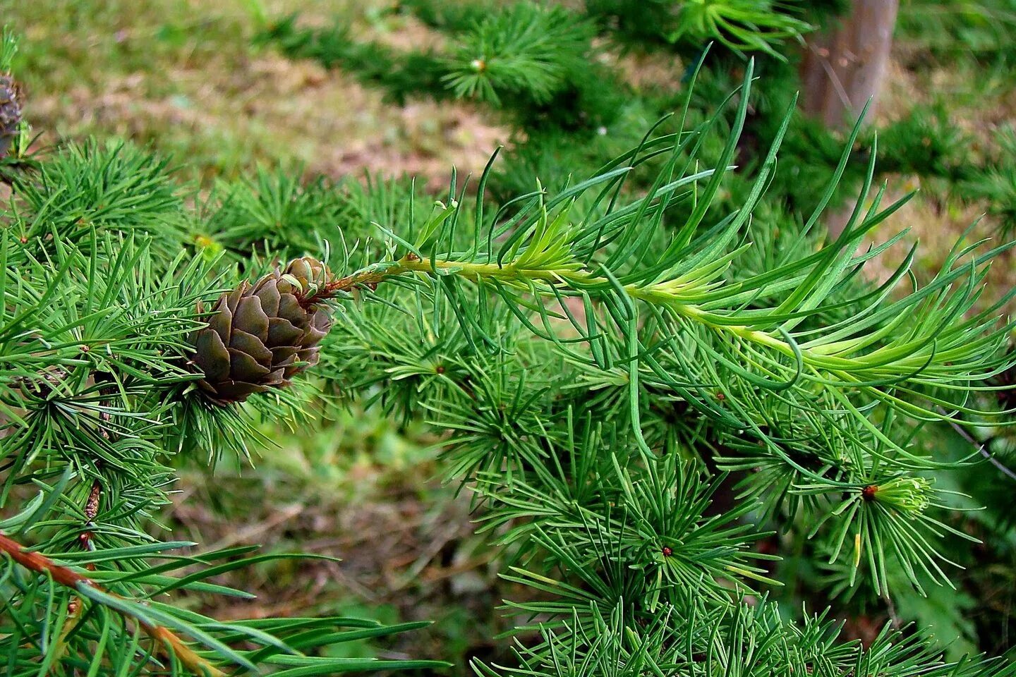 Лиственница европейская Larix decidua. Лиственница европейская хвоинки. Лиственница европейская Lárix decídua. Лиственница Сибирская Larix sibirica.