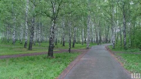 Березовая роща 70