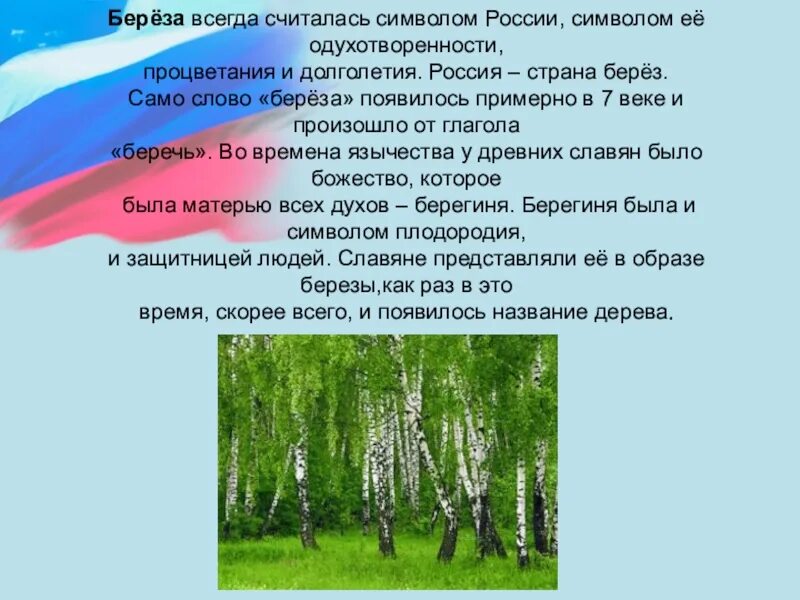 Береза национальное дерево. Русская береза символ России. Березка символ России. Национальный символ России береза. Неофициальные символы России береза.