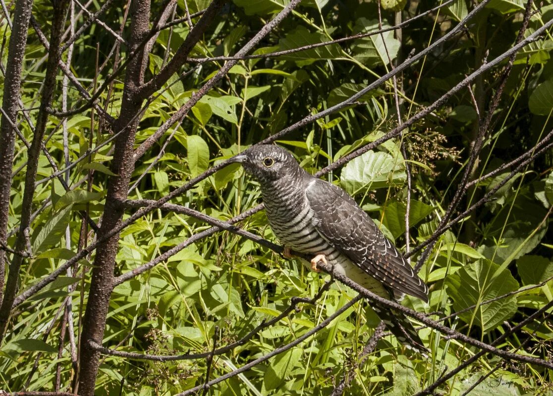 Шпорцевые кукушки. Лесная кукушка кукует. Кукушка уральская. Обыкновенная кукушка. Лесная кукушка кукует.