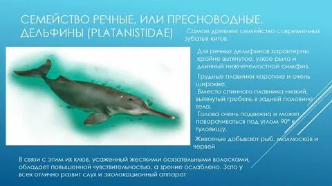 Какой существенный признак оригинала дельфин