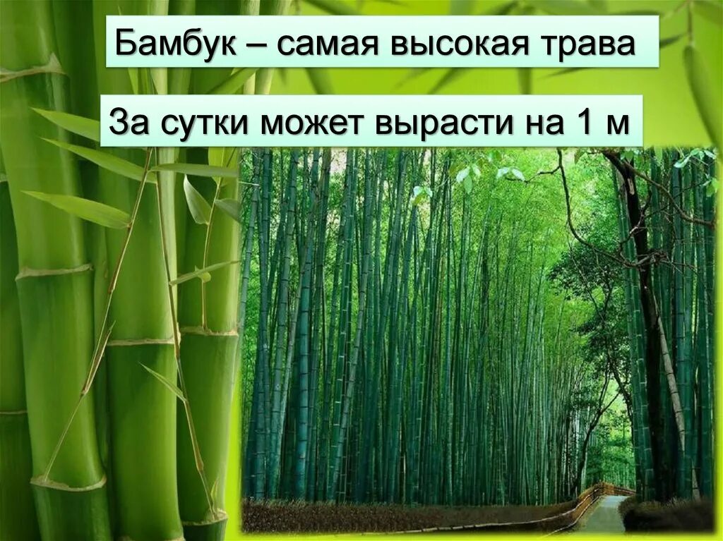 За сколько часов вырастает бамбук. Рост бамбука. Бамбук растет за сутки. Рост бамбука в сутки. Скорость роста бамбука.