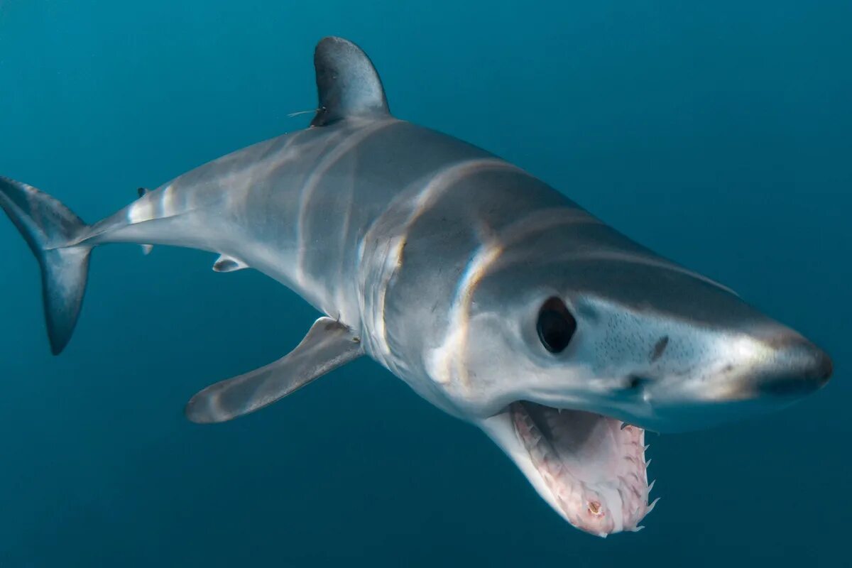 Акула мако опасна ли для человека. Акула мако. Сельдевая акула мако. Isurus oxyrinchus акула мако. Серо голубая акула мако.