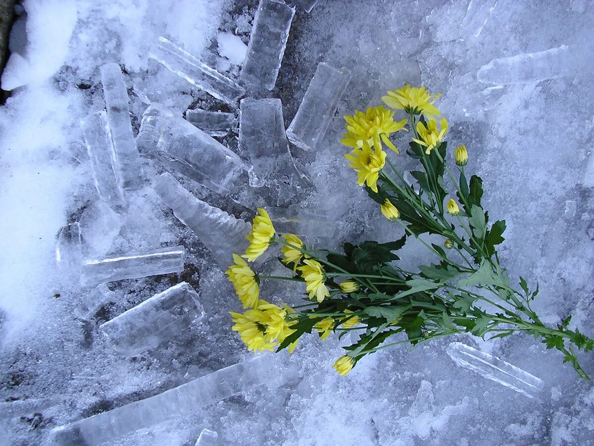 Какое завтра февраля. С последним днем зимы. Февральские цветы. Февраль весенние цветы. 28 Февраля последний день зимы.