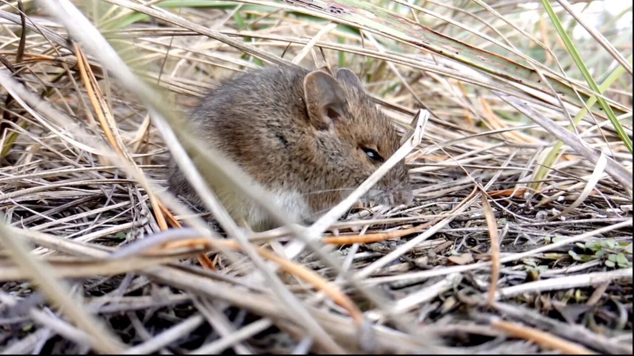 Включи видео с мышками. Мышь видео. Видеоклип про мышей. Ютуб мышка. Видео мышь видео мышь.