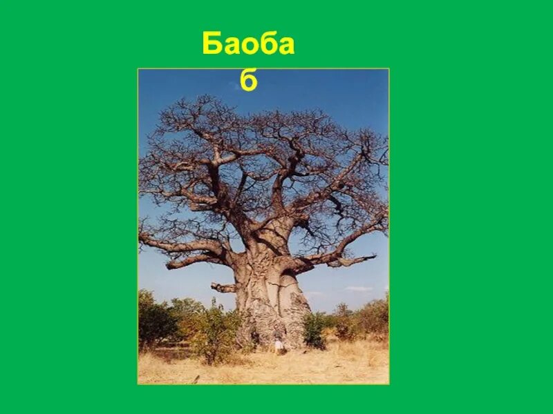 Для какой природной зоны характерно дерево баобаб. Баобаб природная зона Африки. Систематика баобаба. Самое известное дерево природной зоны баобаб. Баобаб где растет природная зона.
