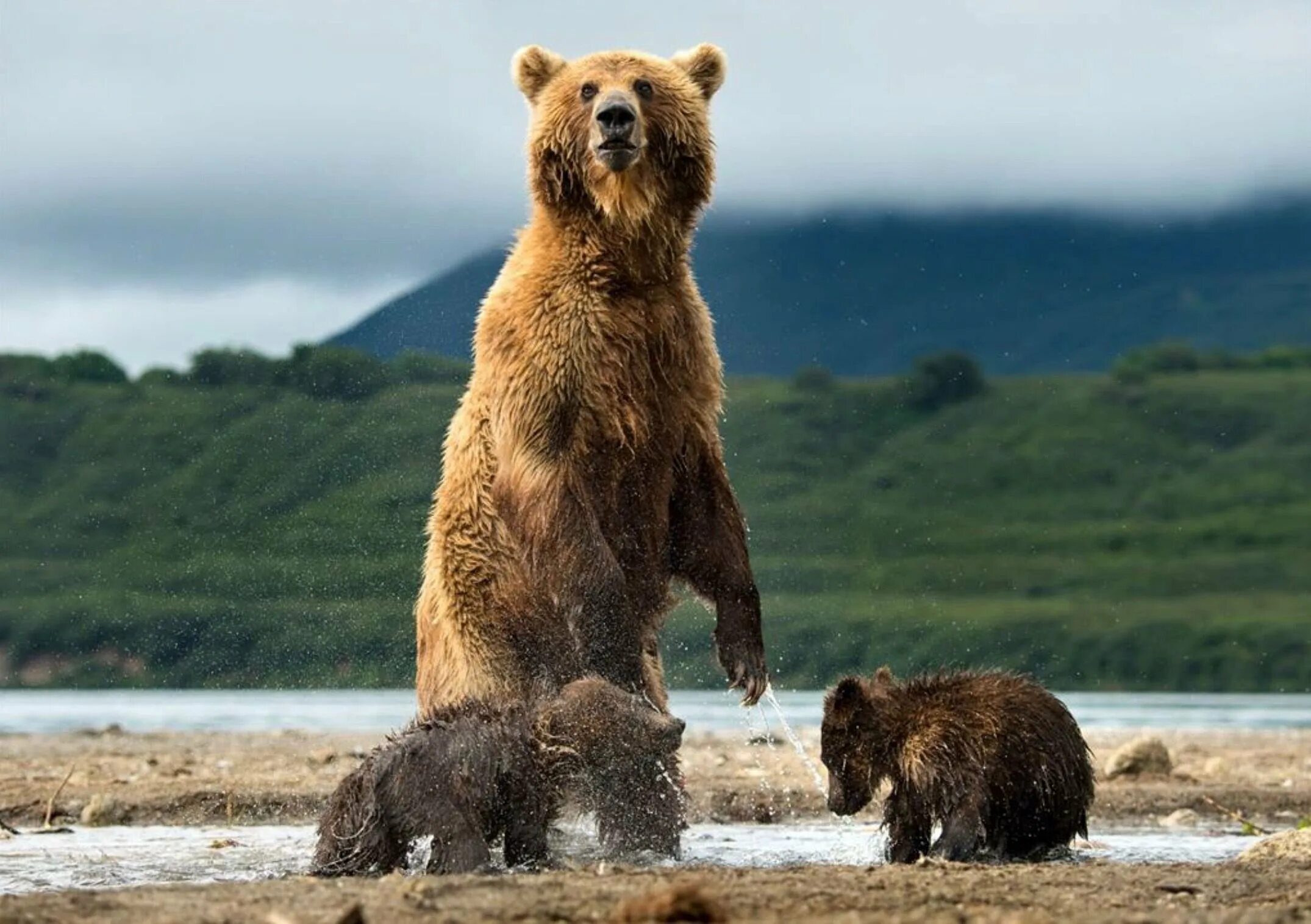 Бурый медведь Камчатки. Камчатский бурый медведь. Бурый медведь Камчатский медведь. Камчватскийбурый медведь.
