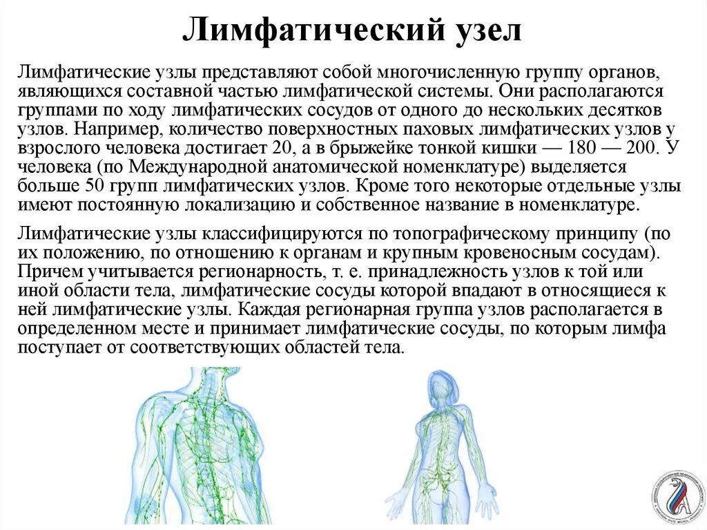 Лимфоидная ткань (лимфатический узел) Макрофол. Системы органов человека лимфатическая система. Лимфатическая система узлы. Лимфатические узлы являются органами. Лимфоузлы цвет