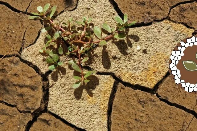 Soils Portal. Salinization Soil Australia. Orchards on Saline Soils.