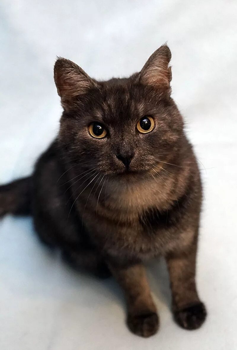 Порода с черно коричневым окрасом. Коричневый кот. Черно коричневый кот. Черно коричневая кошка. Тёмно коричневый кот.