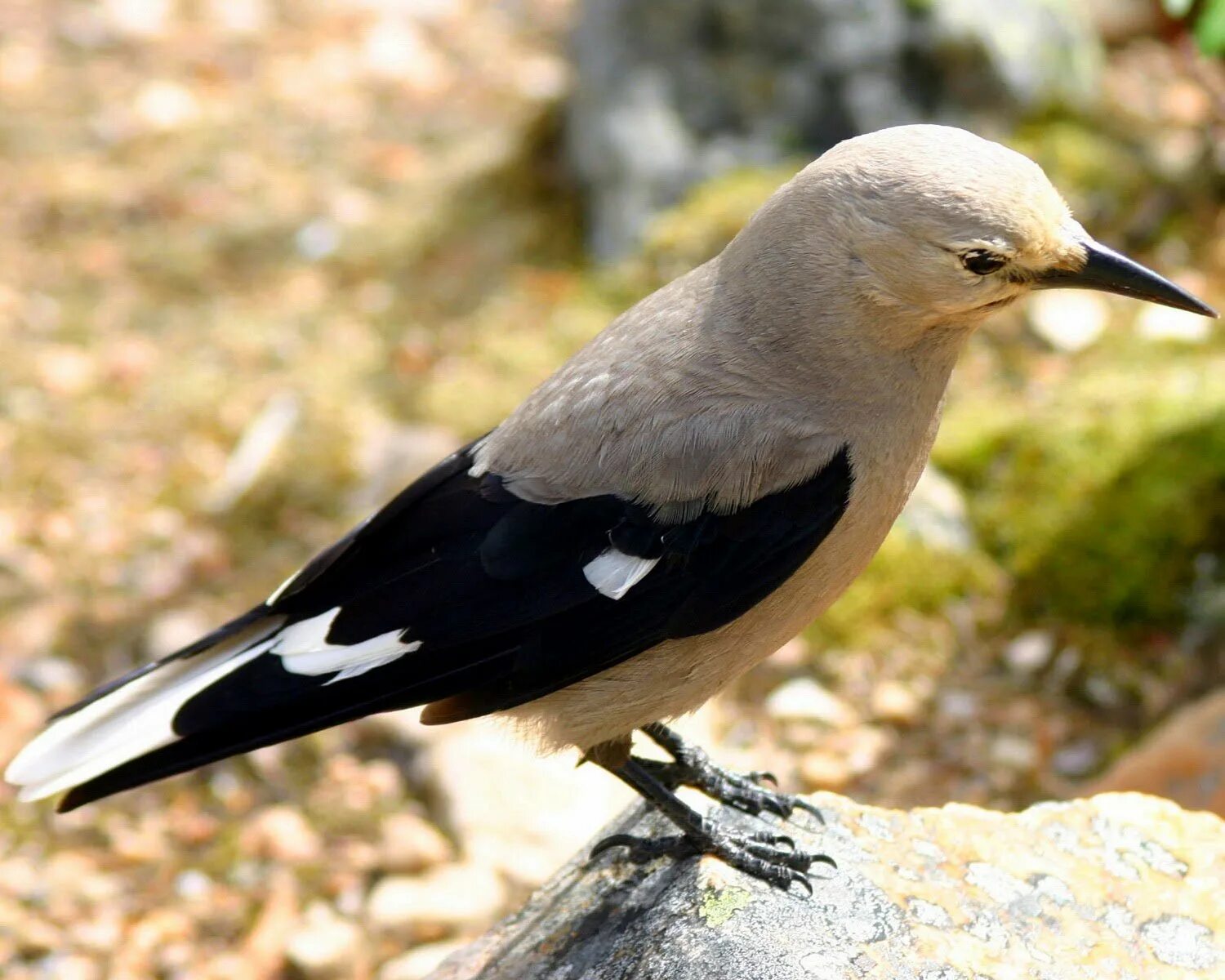 Северные птицы 8 букв. Полярная крачка. Толстоклювый кайр. Поморник антарктида. Птичка новороссийск.