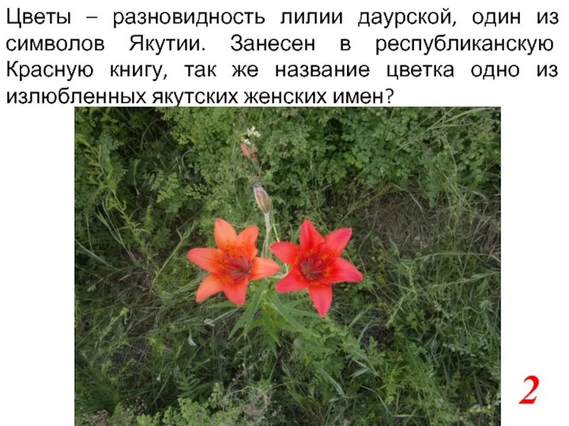 Якутская красная книга. Красная книга якутии животные и растения. Красная книга якутии. Животные красной книги якутии. Якутская красная книга.
