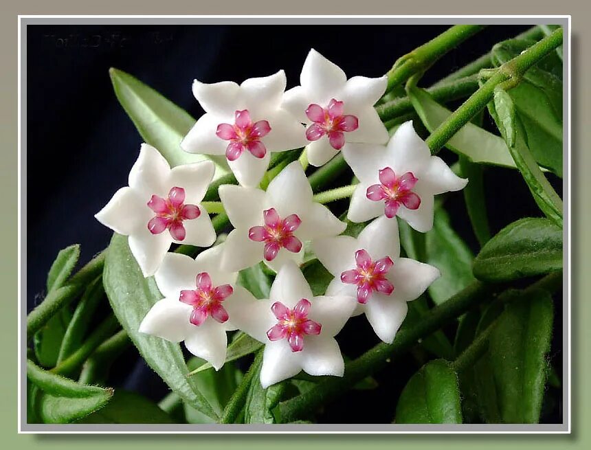 Хойя прекрасная hoya bella. Хойя карноза (восковой плющ). Хойя карноза (восковой плющ). Hoya bella цветок. Хойя прекрасная.
