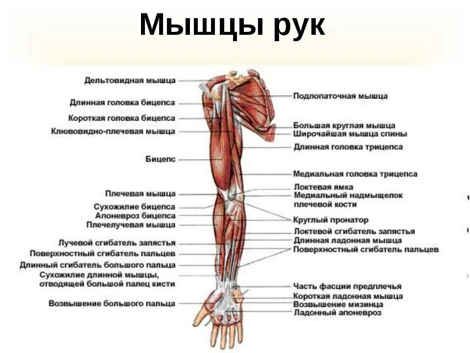 Сколько конечностей верхних конечностей. Мышцы верхней конечности анатомия. Мышцы плечевого пояса и руки. Названия мышц рук и плеч человека.