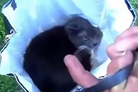 Душит котенка