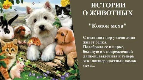Animal рассказы