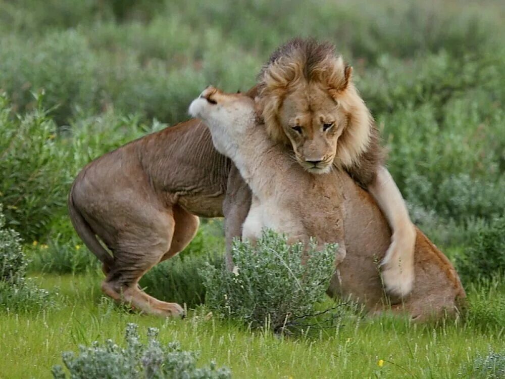 Животные обнимают. Животные обнимаются. Объятия животных. Львы обнимаются. Звери обнимаются.