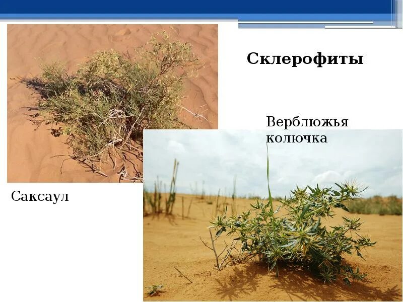 Верблюжья колючка корневая система. Корень растения верблюжья колючка. Приспособленность верблюжьей колючки. Трава верблюжья колючка. Кактус и верблюжья колючка.