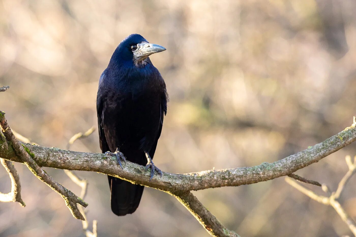 Грач (птица). Corvus frugilegus. Грач фото. Грачонок птица. Грач размеры птицы