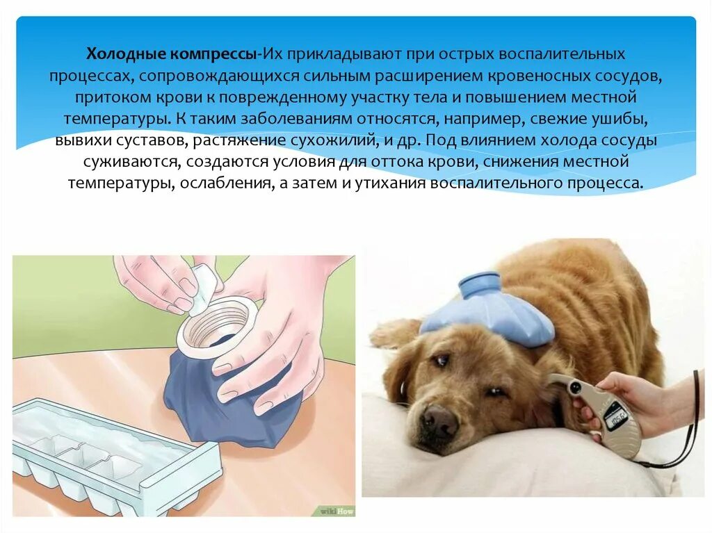 Охлаждающие компрессы в ветеринарии. Холодный компресс для животных. Парафинотерапия животных.