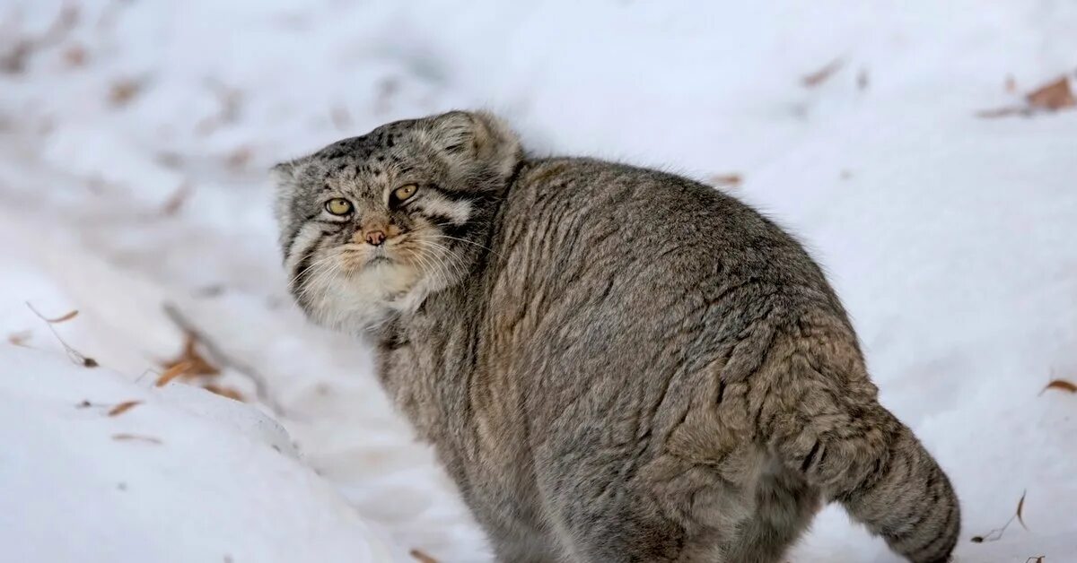 Кот Манул. Дикий Лесной кот Манул. Кот Манул толстый. Манул злой. Плотность шерсти манула