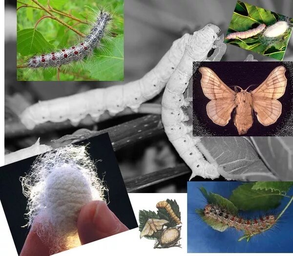 тутовый шелкопряд гусеница. оболочка гусеницы шелкопряда. оболочка гусеницы шелкопряда. тутовый шелкопряд фото гусеницы. шелкопряд зеленый фото.