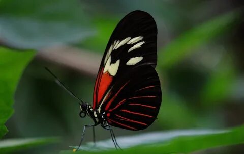 Papillons noirs