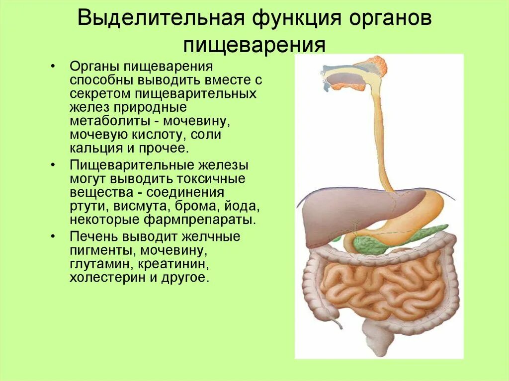 Выделительная функция пищеварительной системы. Секреторная функция пищеварительной системы органы. Выделительная функция ЖКТ И печени. Взаимосвязь выделительной и пищеварительной системы.