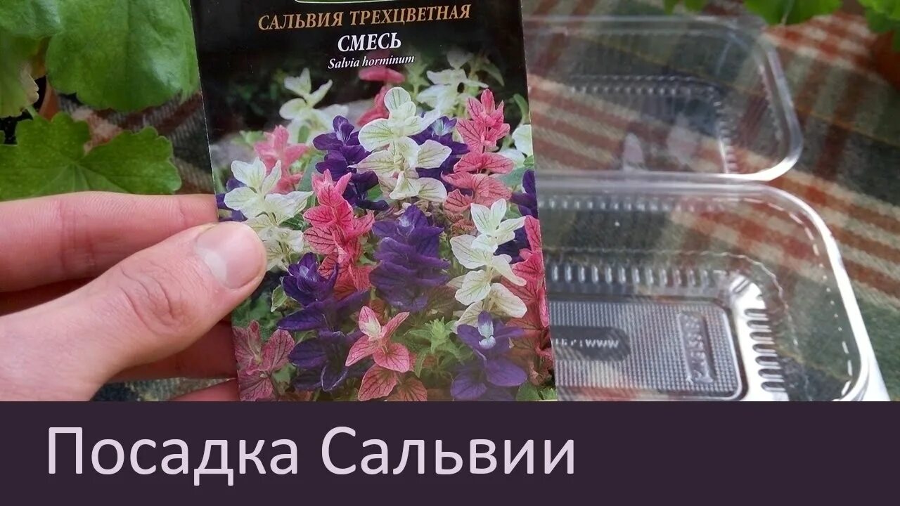 Выращивание сальвии из семян цветов. Сальвия хорминумовая всходы. Сальвия хорминум посев на рассаду. Сальвия хорминумовая посадка. Сальвия посев семян.