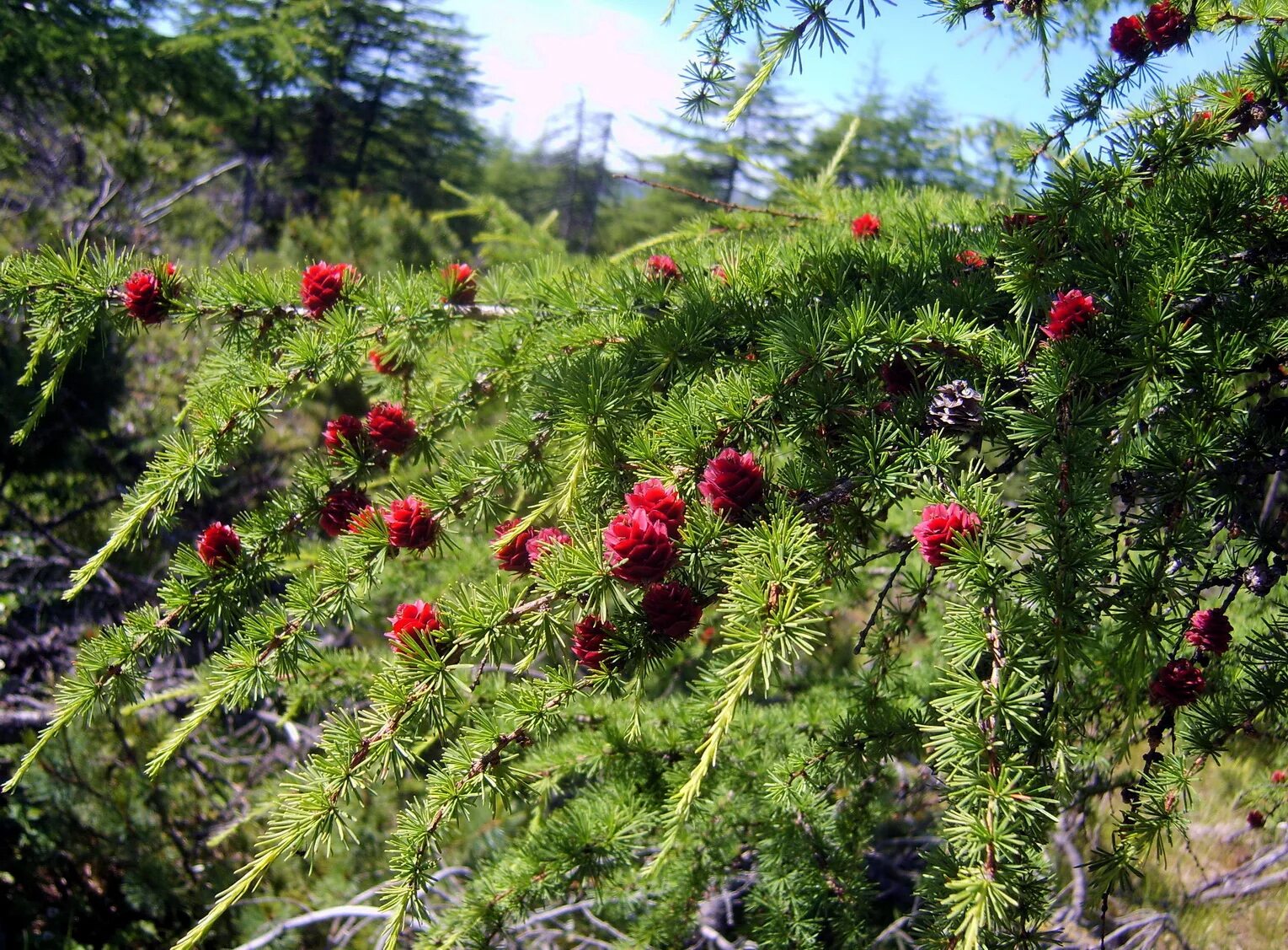 Северные хвойные породы. Лиственница Сибирская Larix sibirica. Сибирская лиственница цветет. Лиственница Западная Larix occidentalis.