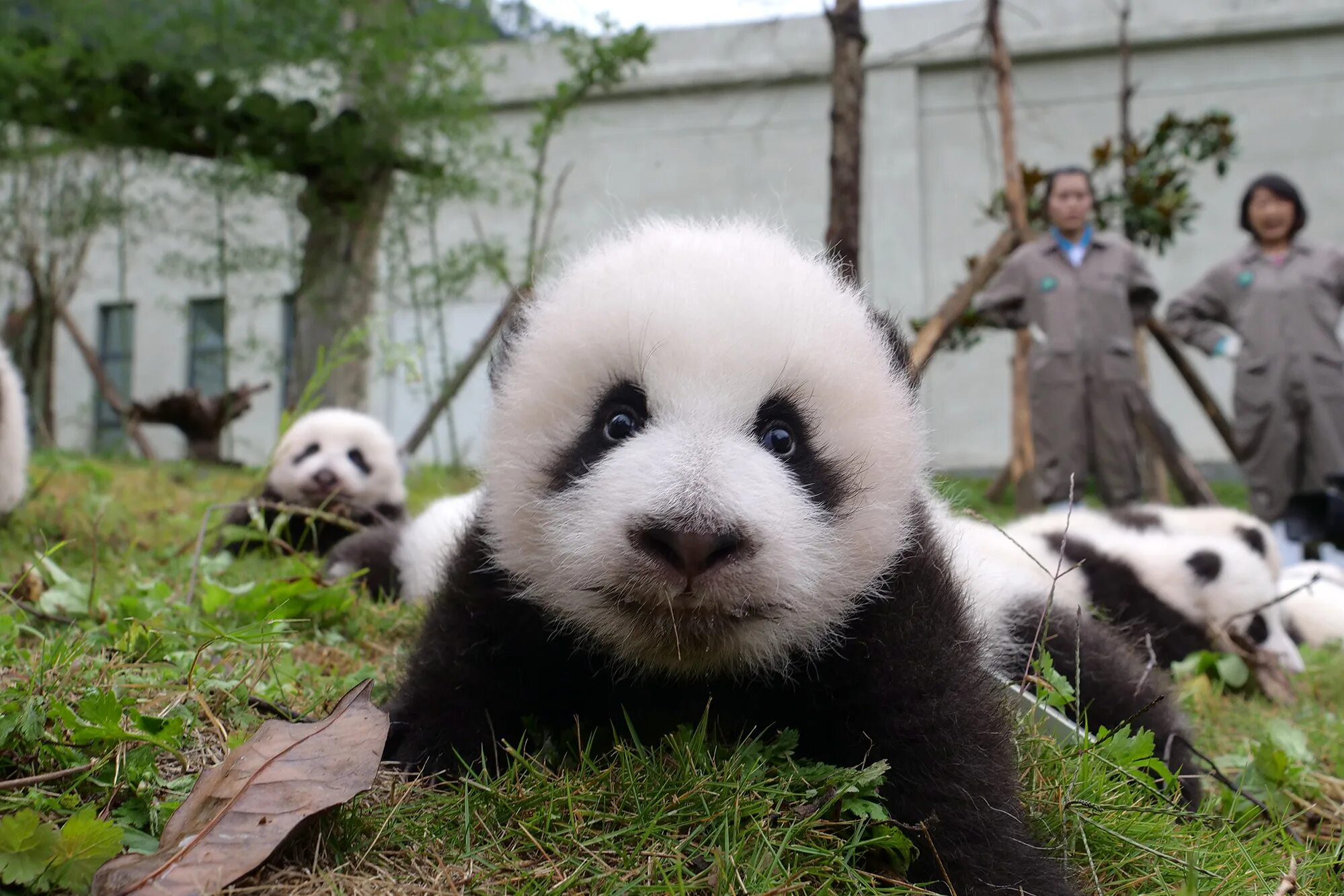 Year pandas