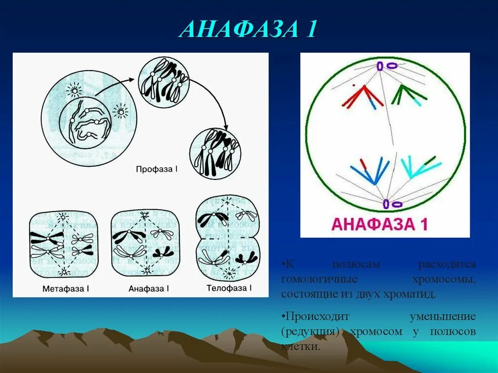 Сколько клеток в анафазе. Анафаза 1. Анафаза мейоза. Анафаза мейоза 1 что происходит с хромосомами. Анафаза 1 рисунок.