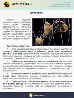 Народные средства лечения собаки