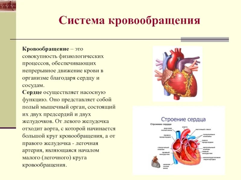 Система кровообращения. Составляющие системы кровообращения. Роль сердца в системе кровообращения. Строение и функции системы кровообращения.