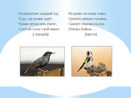 Загадки про птиц 4 5 лет