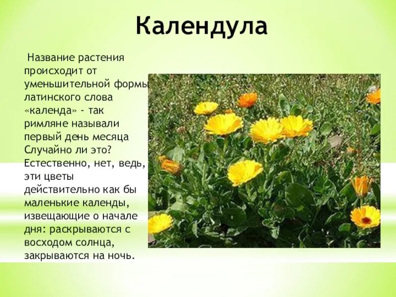 Цветки календулы на латинском. Название растения ноготки. цветки календулы латынь. жизненная форма календулы. продолжительность жизни календулы.
