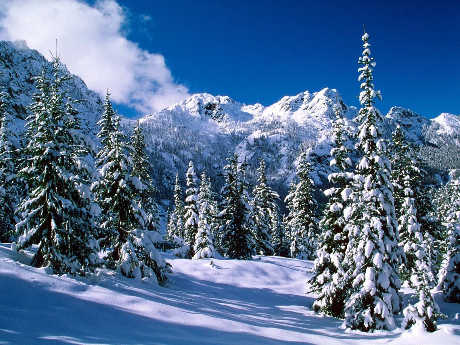 Зимний лес зимой. Зимний лес. Зимний пейзаж. Зимой в лесу. Красивый зимний лес.