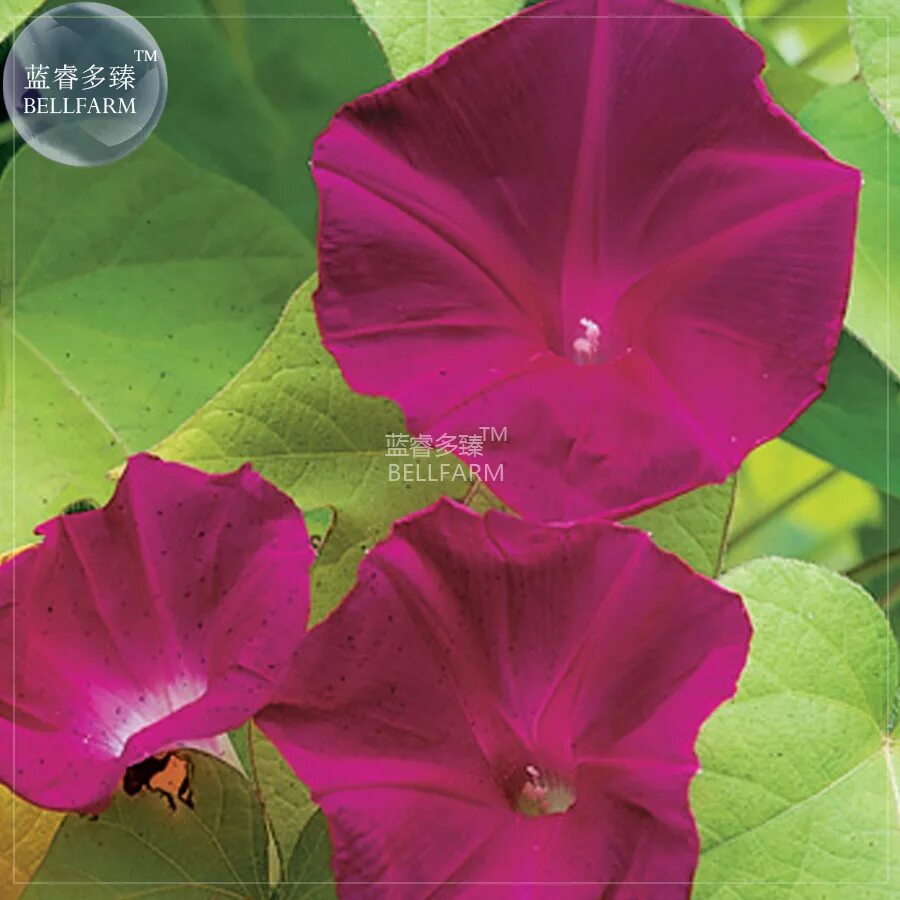 ипомея скарлет охара. ипомея о хара. цветок ипомея скарлет. ипомея скарлет охара. ипомея пурпурная скарлетт о'хара.