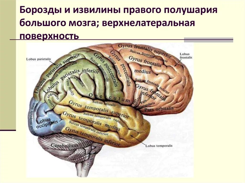 Извилины мозга центры. Борозды и извилины полушарий головного мозга. На поверхности полушарий большого мозга борозды и извилины. Конечный мозг борозды и извилины. Конечный мозг: верхнелатеральная поверхность больших полушарий..