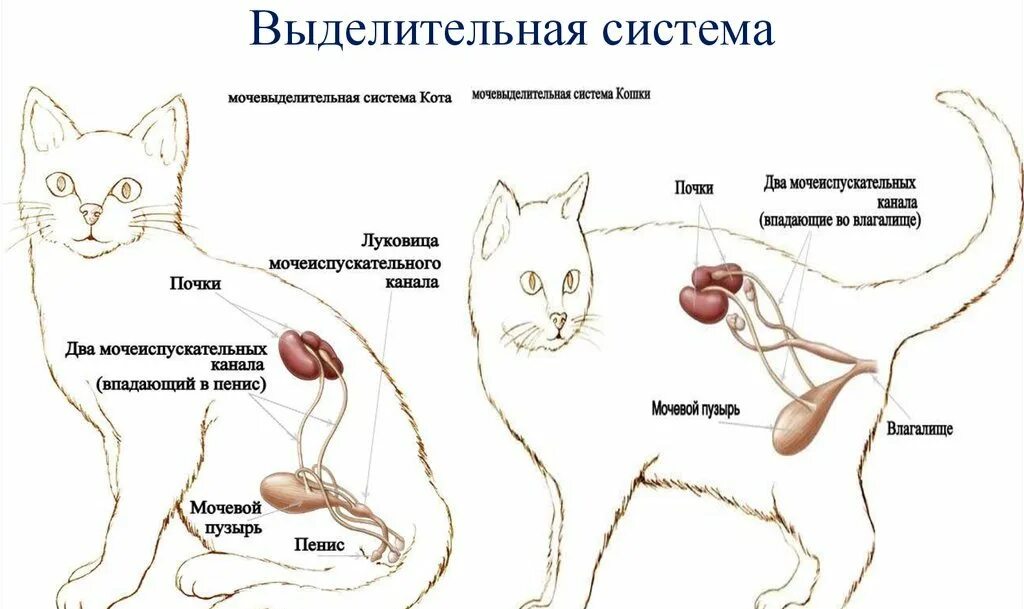 Мочеточники млекопитающих. Система органов мочевыделения у кошек. Анатомия мочевой системы у кота. Строение мочевыделительной системы кота. Мочеполовая система кота и кошки.