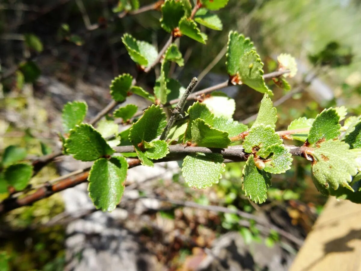 Карликовая береза приспособления. Береза карликовая betula nana. Берёза карликовая голден дрим. Береза nana. Береза арктическая голден треже.