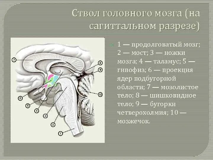 Сагиттальный срез ствола мозга. Мозжечок Сагиттальный разрез. Ствол головного мозга Сагиттальный разрез. Продолговатый мозг Сагиттальный разрез. В ствол головного мозга входят отделы