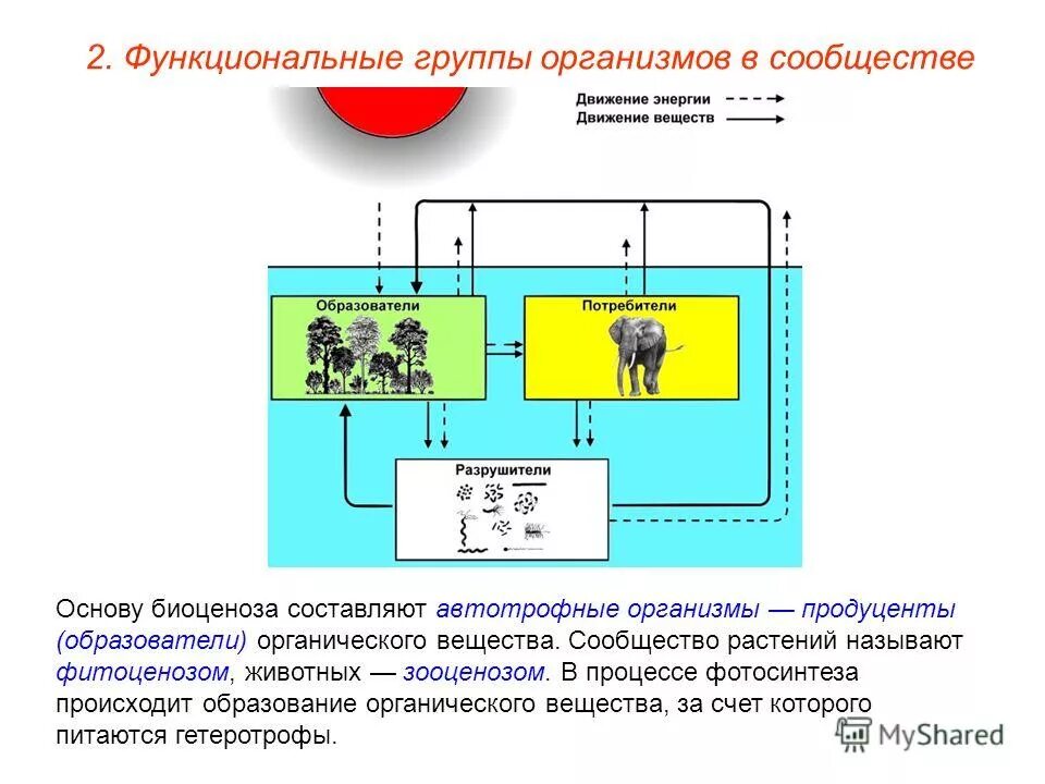 Сокращается количество функциональных групп экосистем. Функциональные группы организмов. функциональные группы организмов в экосистеме. функциональные группы биогеоценоза. функциональные группы экосистемы.