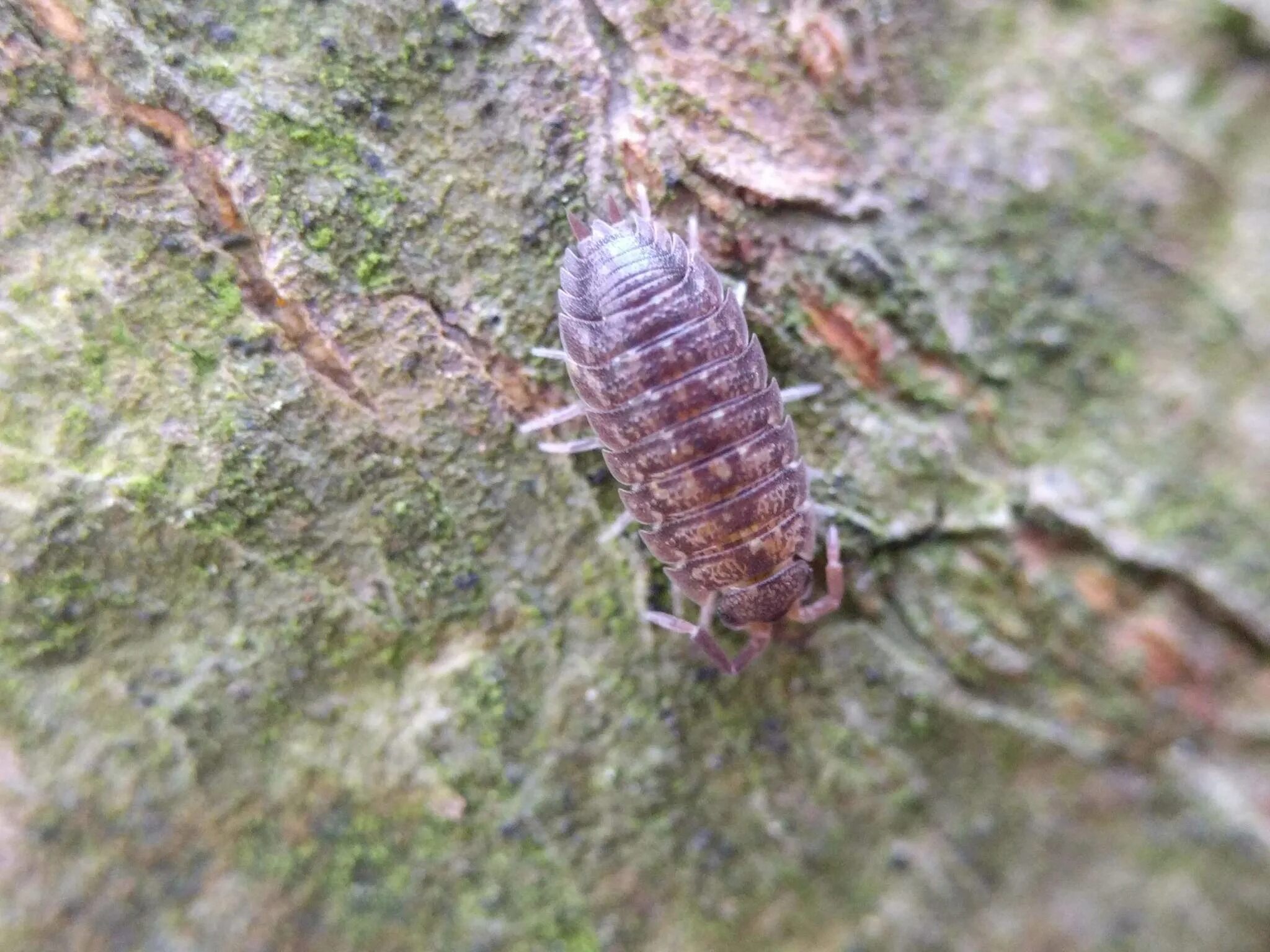 Восход солнцев 6 скабер. :Porcellio scaber - Wikimedia Commons. Porcellio scaber Ghost. Porcellio scaber Calico. Porcellio scaber Wild Type.