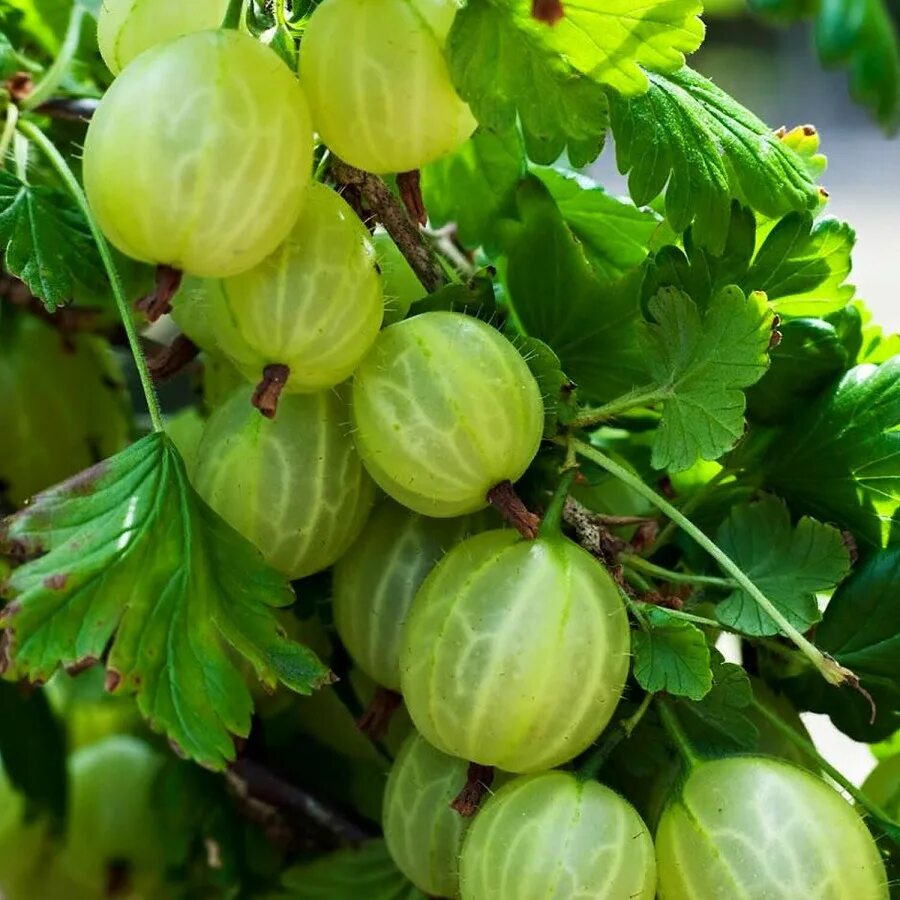 Крыжовник сорт уральский изумруд. Крыжовник бесшипный уральский изумруд. Крыжовник уральский бесшипный. Крыжовник изумруд. Крыжовник уральский бесшипный.