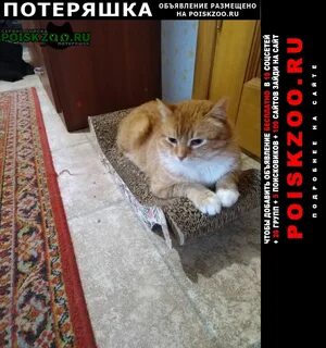 Пропало домашнее животное