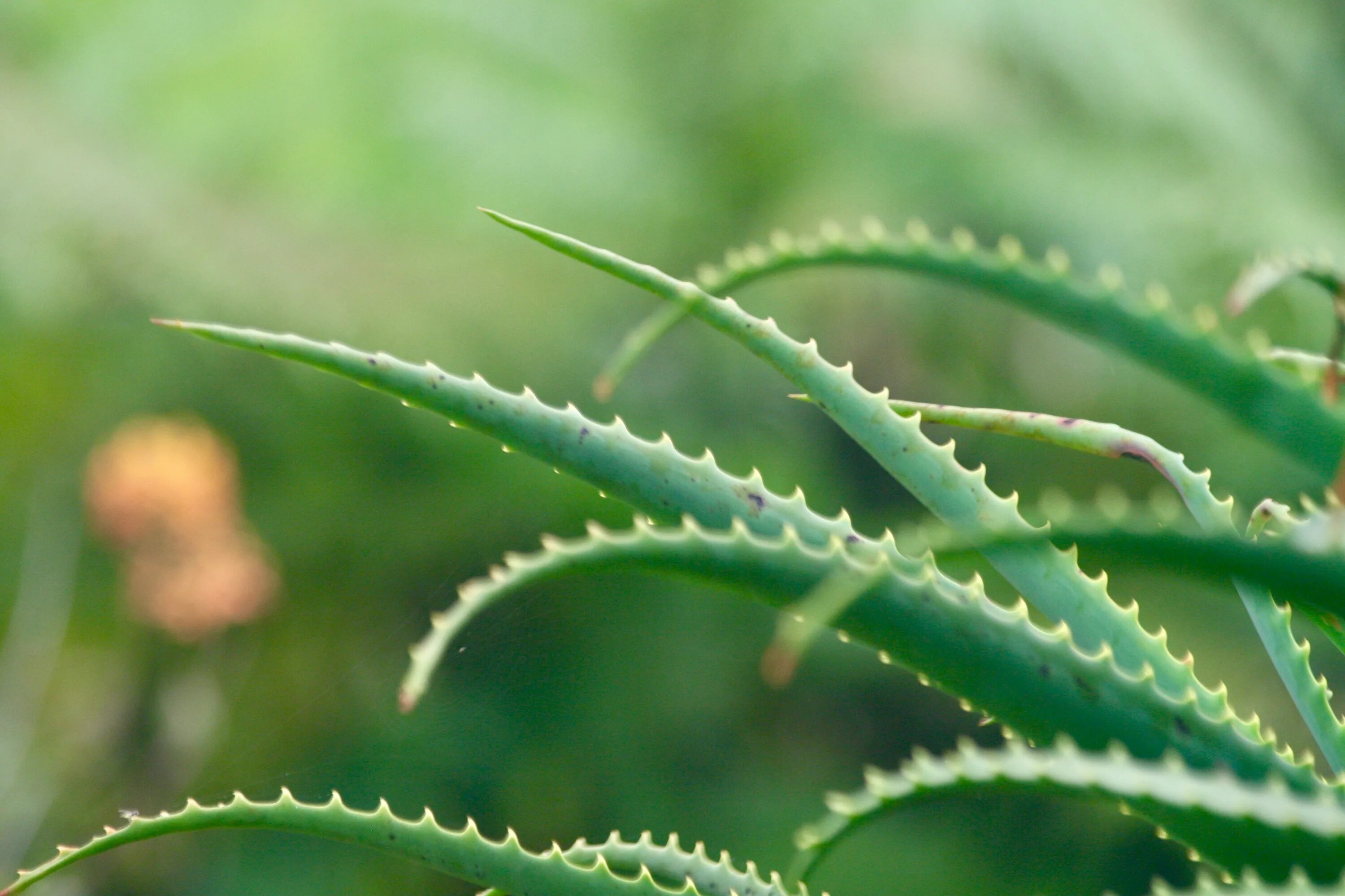 Aloe arborescens. Алоэ древовидное столетник. Алоэ древовидное (Aloe arborescens). 8 aloes
